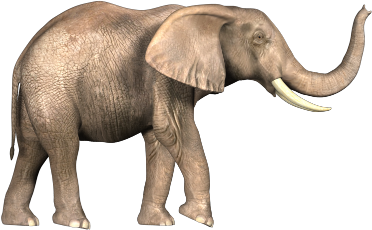 Elephant Image In Png (1000x500), Png Download