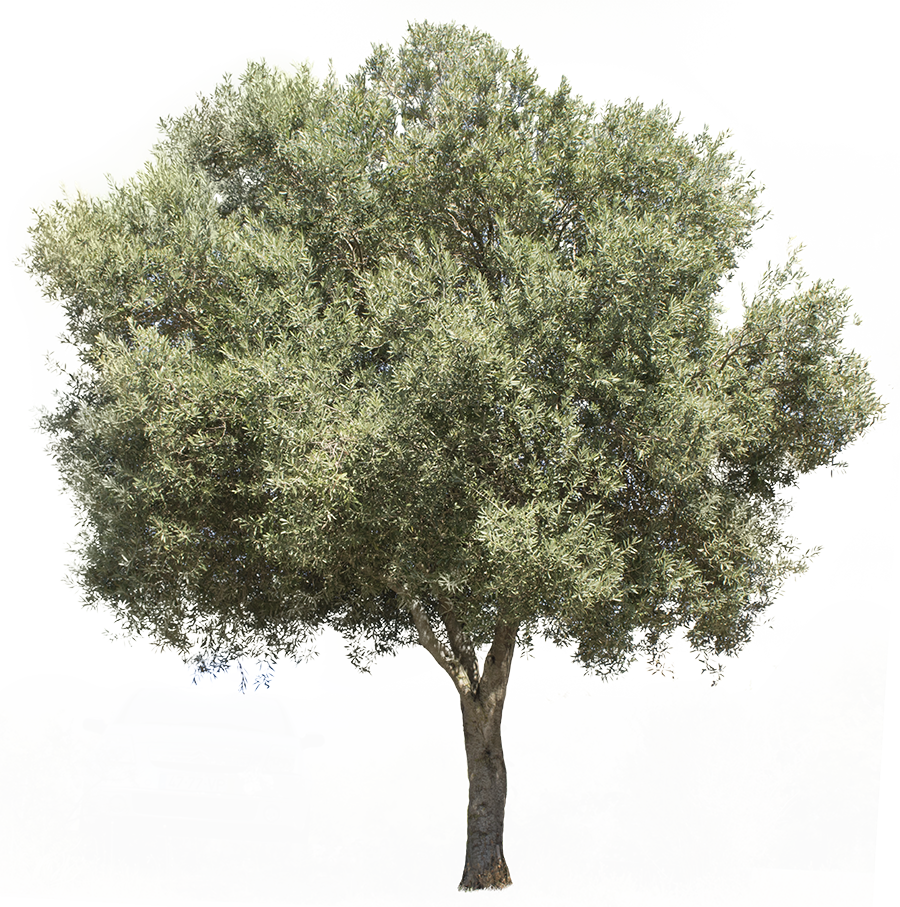 3709 X 3738 Pixels Png Image, With Transparent Background - Olive Tree Png (900x907), Png Download