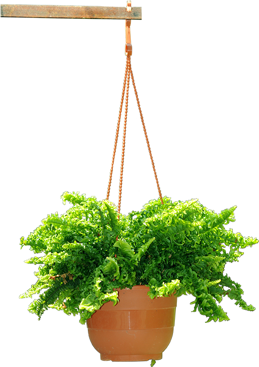 Hanging Plant - Hanging Flower Plants Png (574x864), Png Download