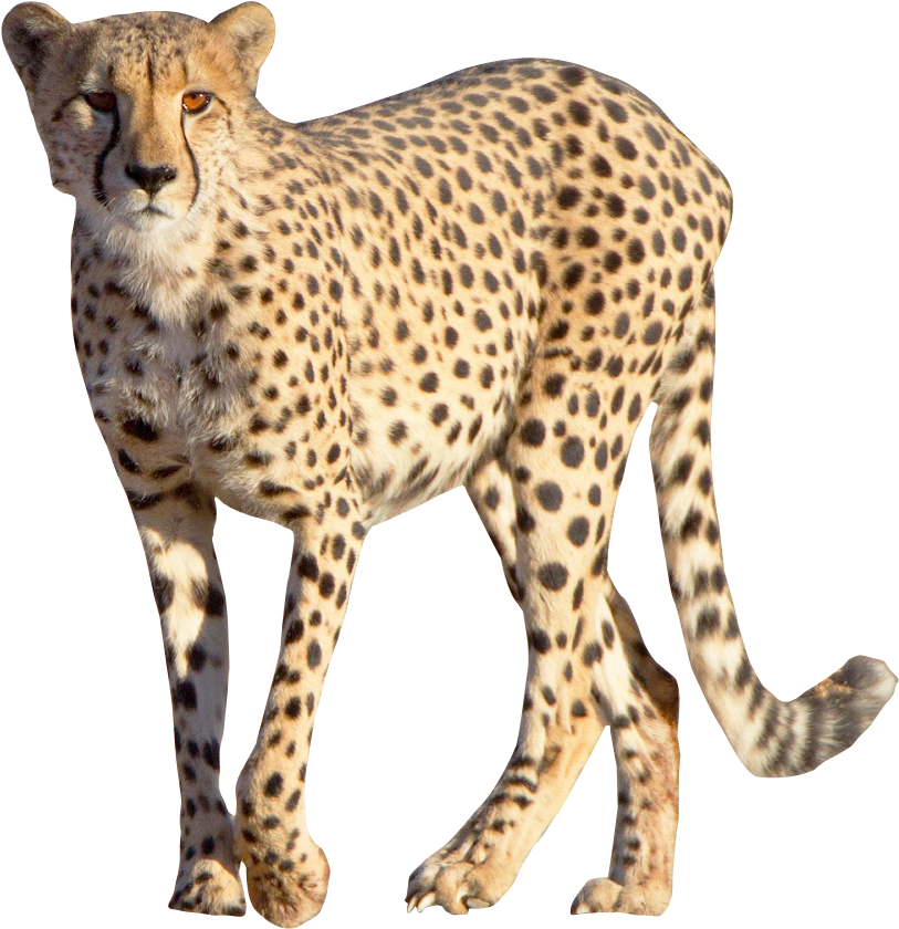 Cheetah Png Image - Cheetah Png (1026x1034), Png Download