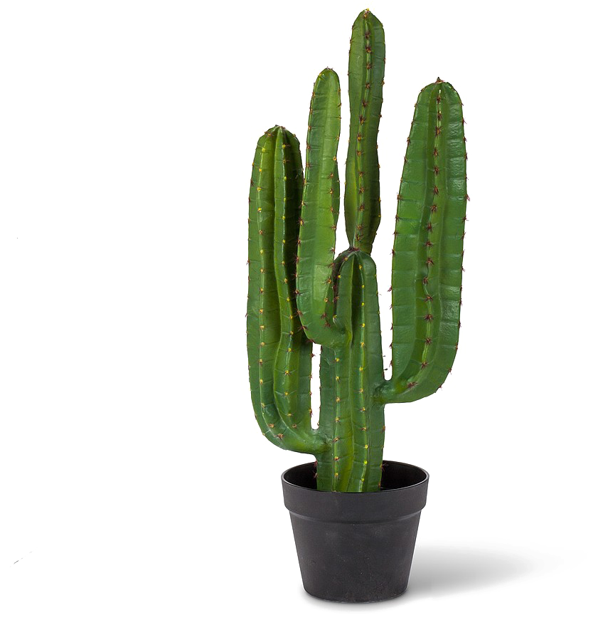 Saguaro Cactus Png Pic - Saguaro Cactus Png (1360x1416), Png Download