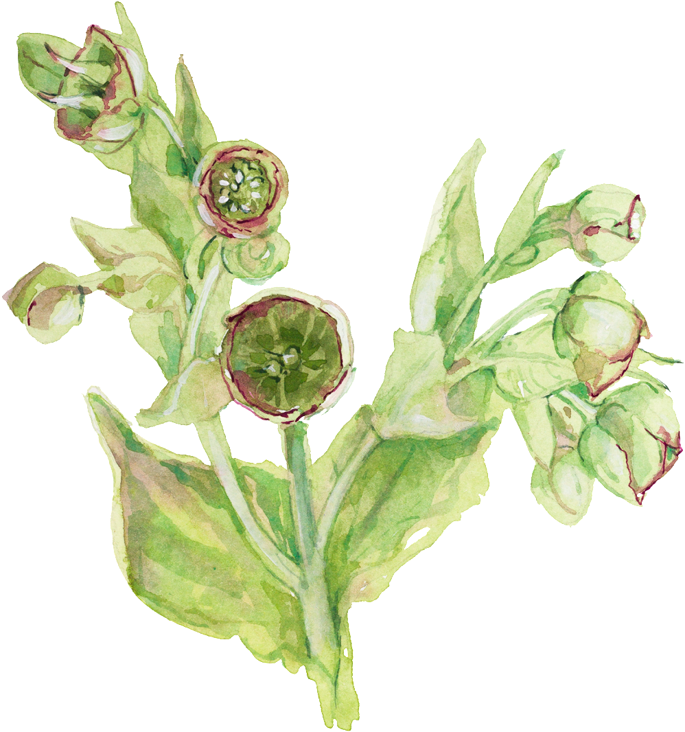 Fresh Hand Painted Watercolor Flowers Decorative Transparent - Euclidean Vector (1024x1074), Png Download