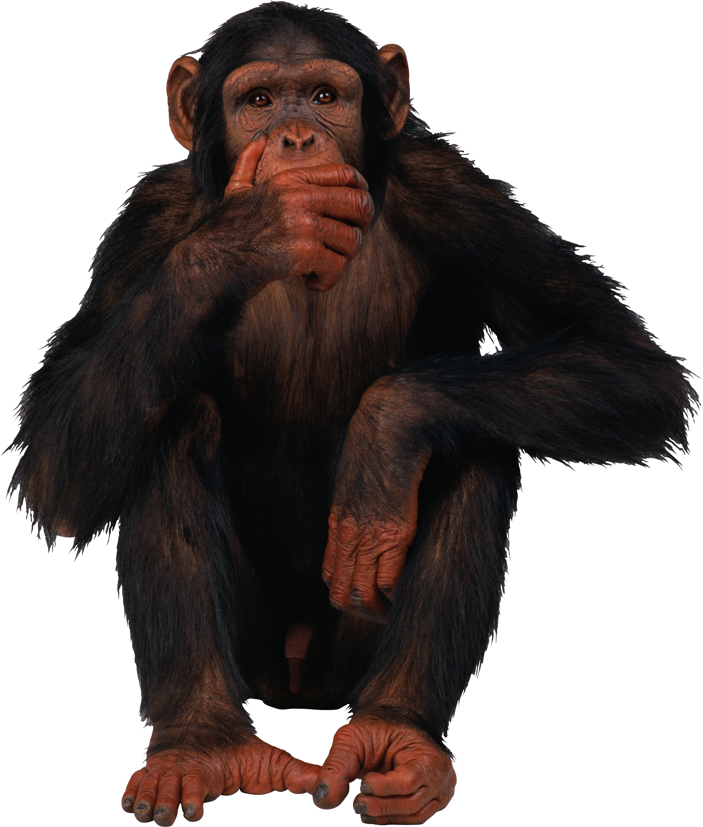 Download Monkey Png Full Size Png Image Pngkit