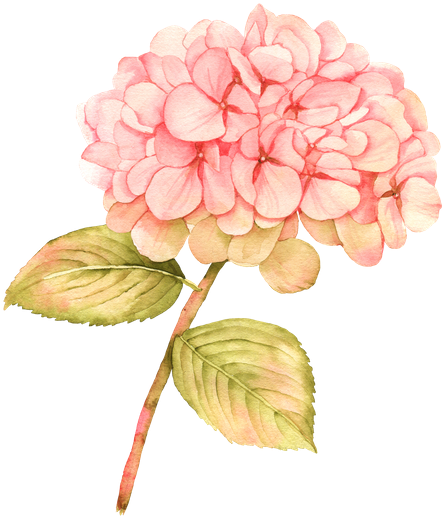 Picture Transparent Download Free Premium Stock Photos - Hydrangea Pink Watercolor Flowers (466x550), Png Download