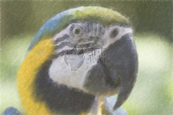 Psittacinae (606x402), Png Download