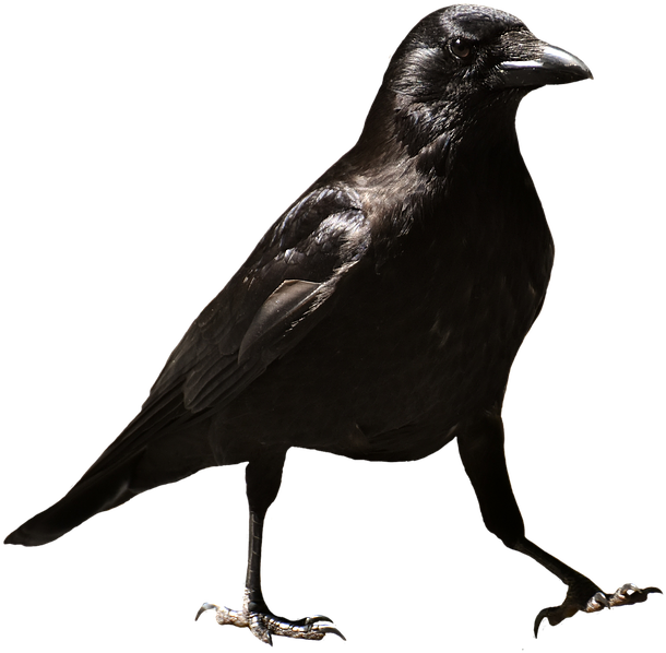 Common Raven Png Hd - Crows (725x720), Png Download