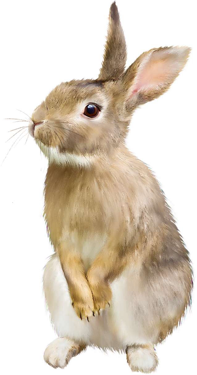 Brown Rabbit Png - Whats Your Bunny Name (762x1280), Png Download