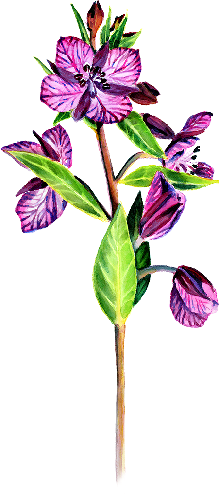 Svg Library Download My Approach To A Painting Studio - Periwinkle (450x1032), Png Download
