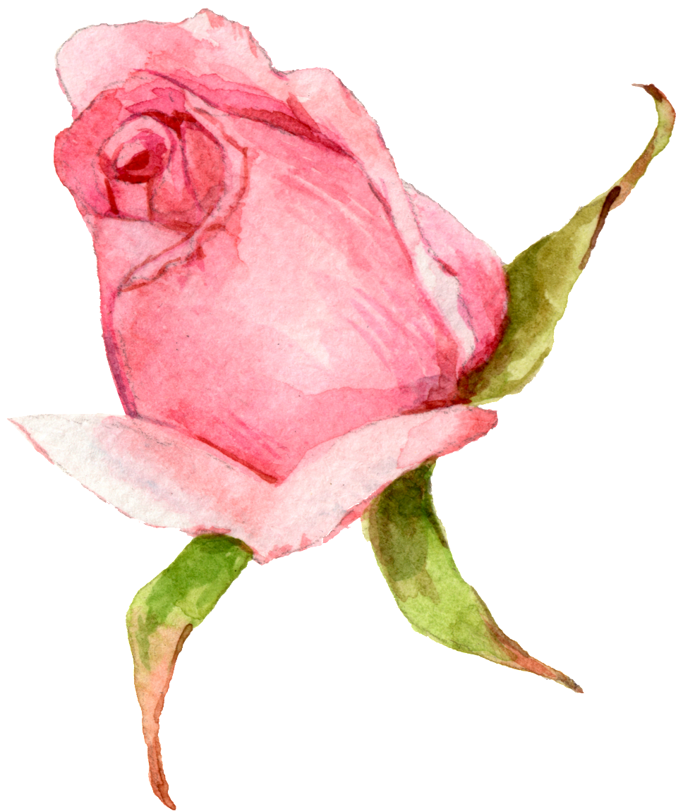 Hand Painted A Watercolor Rose Png Transparent - Portable Network Graphics (1024x1149), Png Download
