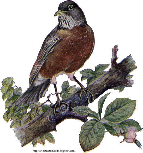 Bird House Clipart Robin - Bird (513x544), Png Download
