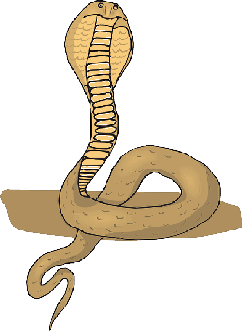 Mb Image/png - Gambar Kepala Ular Cobra (800x1096), Png Download