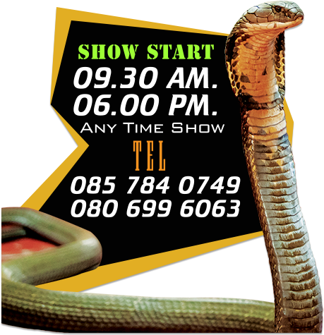 Cobra Show - King Cobra (582x526), Png Download