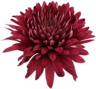Deep Red Chrysanthemum - Chrysanthemum Transparent (350x350), Png Download