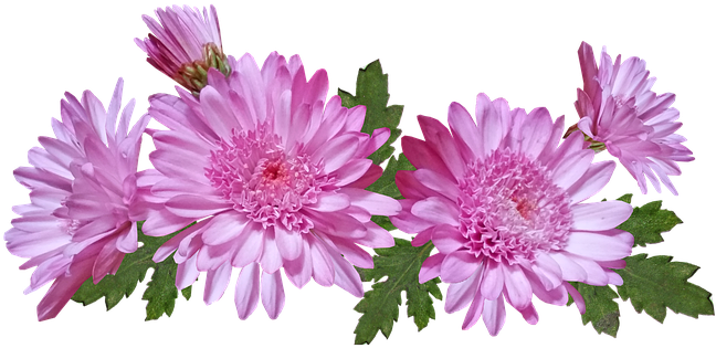 Chrysanthemum Flower Png (655x340), Png Download