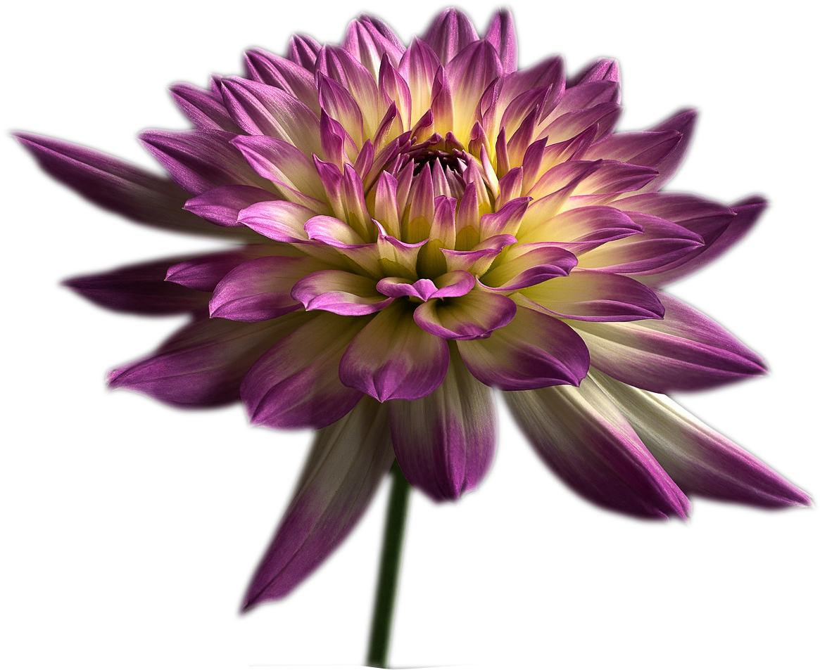 Graphic Library Library Violet Computer File Chrysanthemums - Chrysanthemums Png (1497x1080), Png Download