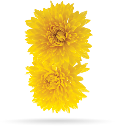 Indian Chrysanthemum - Chrysanthemum (480x480), Png Download
