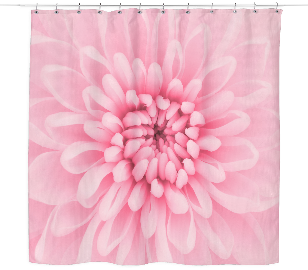 Chrysanthemum Flower Shower Curtain - Peach Chrysanthemum (1024x1024), Png Download