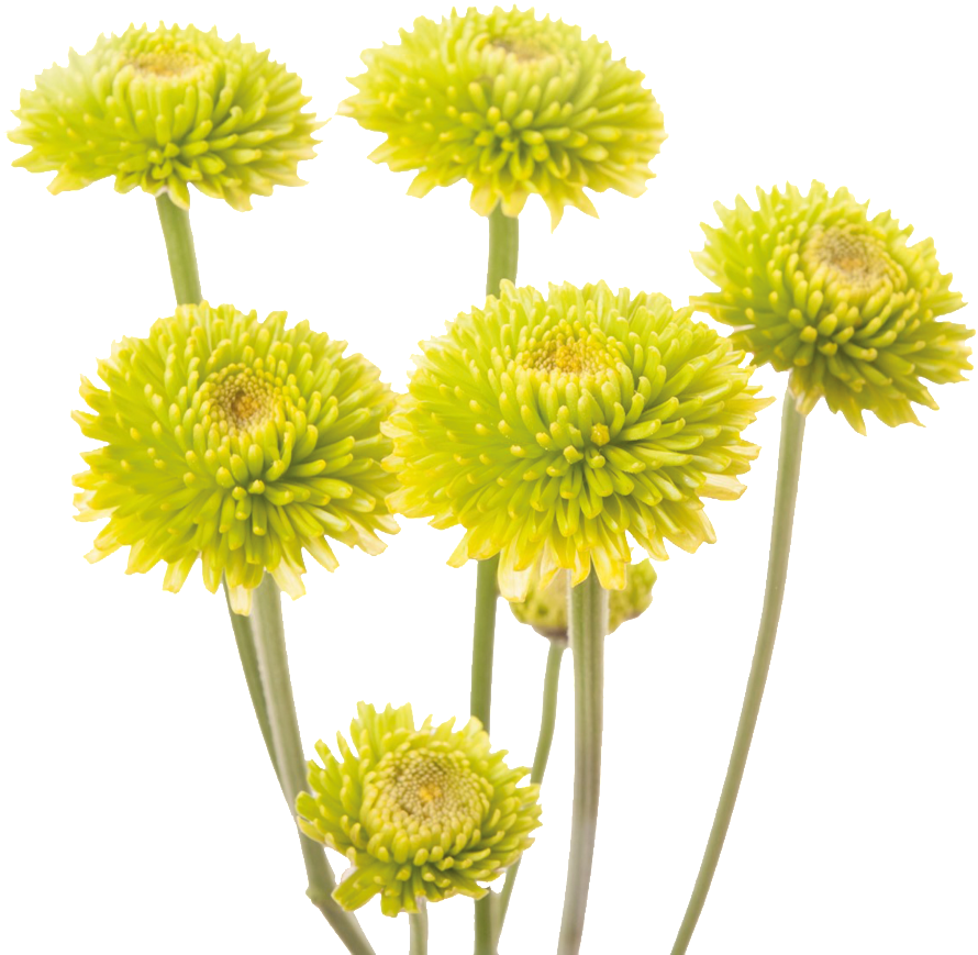 This Product Design Is Yellow Chrysanthemum About Yellow, - Chrysanthemum (1024x1536), Png Download