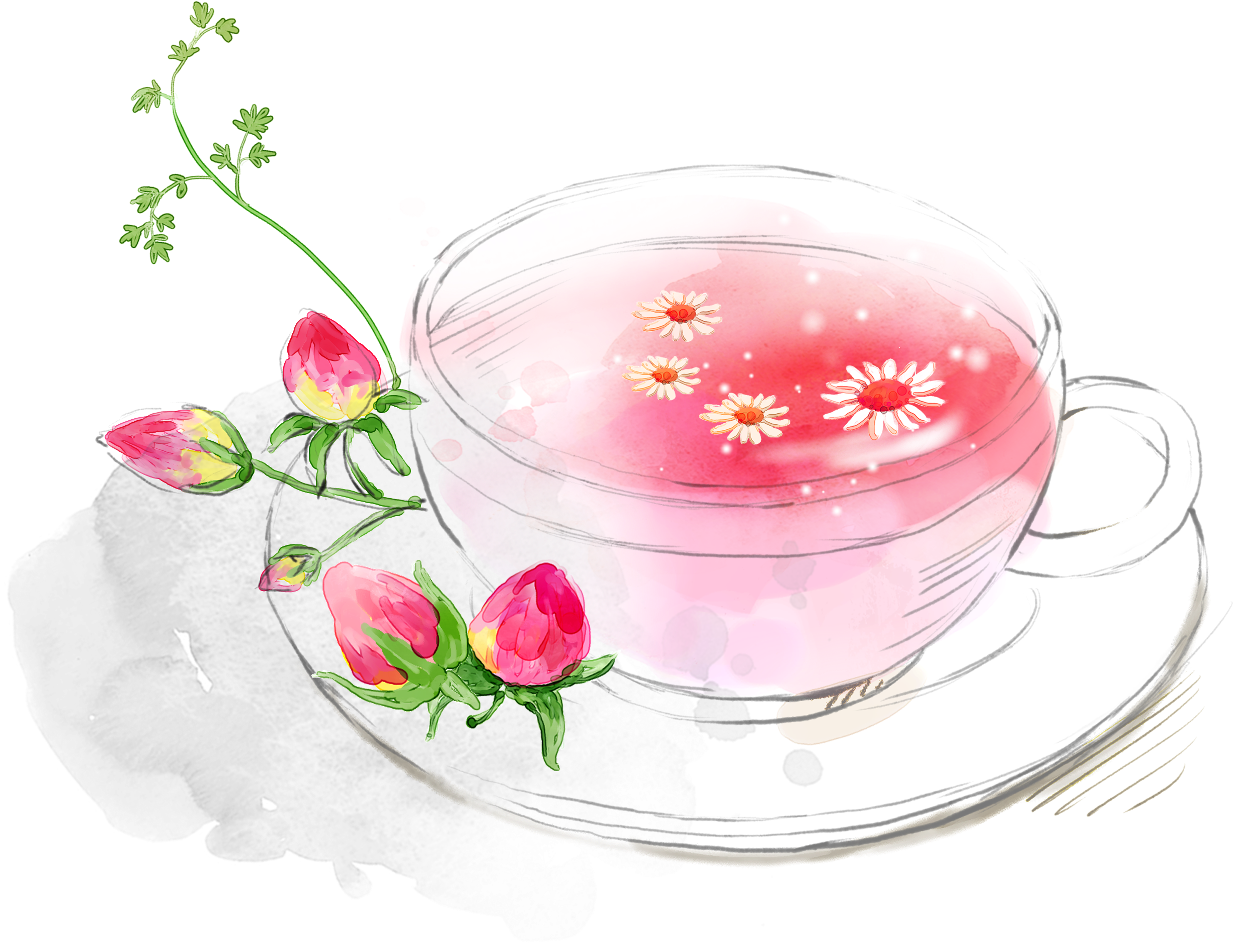 Hibiscus Tea Png - Plano De Fundo Cha Flores (3672x2471), Png Download
