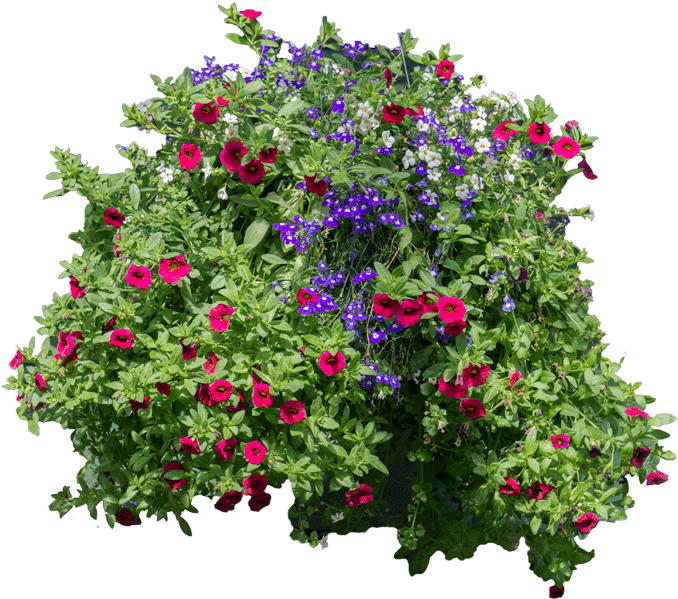 [flowers And Bushes] -hanging Flowers Png - Flower In Vine Png (750x750), Png Download