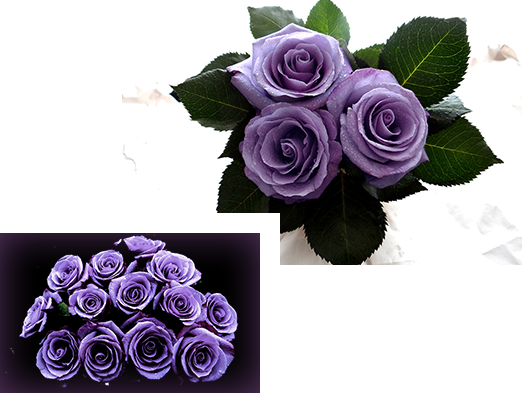 This Blue Rose, After Seemingly Endless Days Of Development, - Garden Roses (522x393), Png Download
