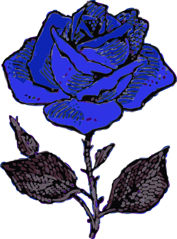 Rose - Blue Rose Drawing (600x809), Png Download