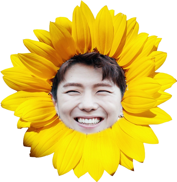 10/06 321 S/v - Transparent Flower Png Sunflower (601x621), Png Download