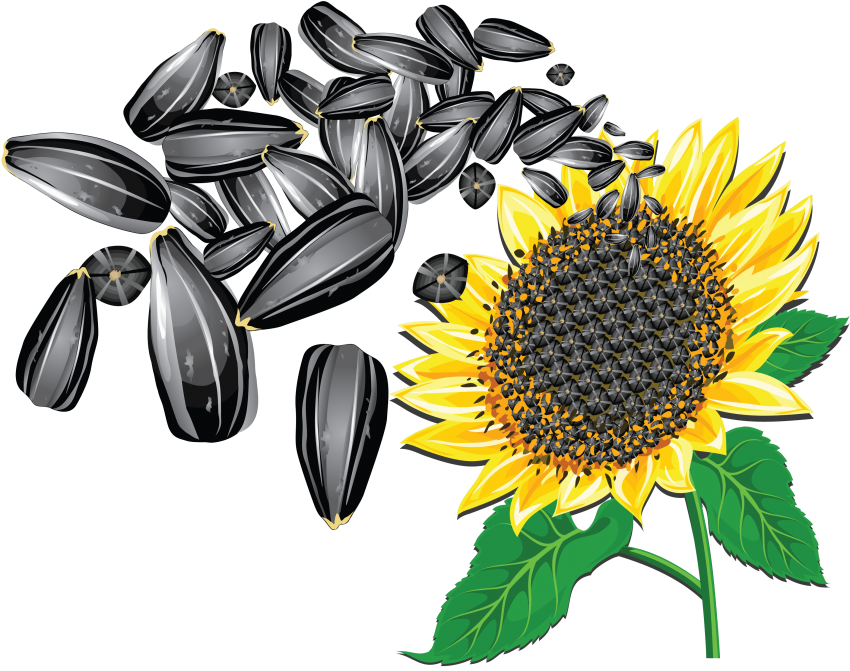 Free Png Sunflower Seeds Png Images Transparent - Sunflower Seeds Vector Png (850x671), Png Download
