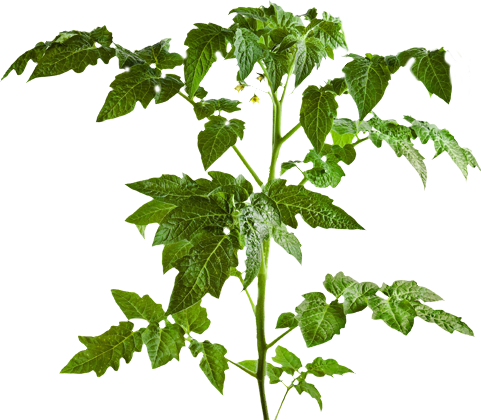 Part Of Tomato Plants Leaf (481x420), Png Download