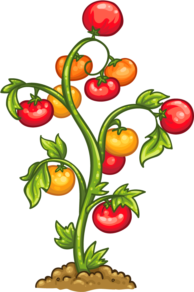 Tomato Plant - Planta De Tomate Png (1024x1024), Png Download