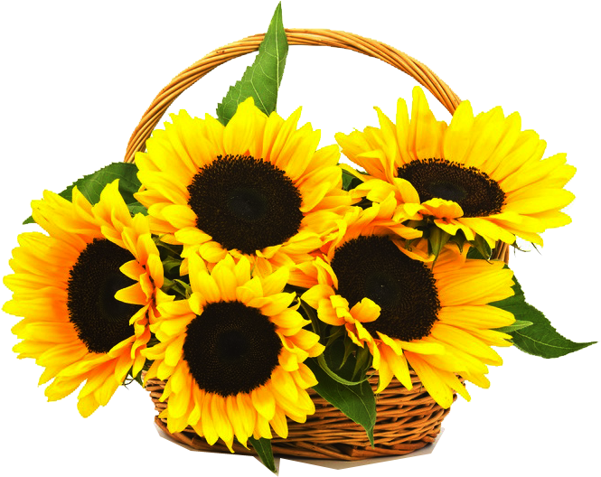 Cell Traditional Basket Online - Sunflower Basket Png (732x536), Png Download