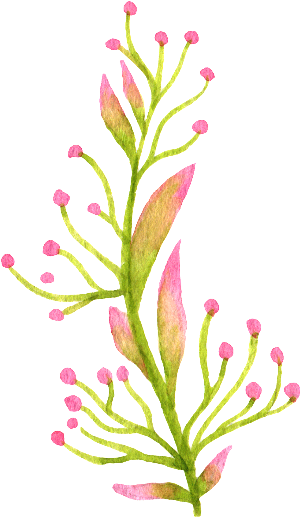 Hand Painted Colored Flowers And Plants Watercolor - Watercolor Painting (1024x1760), Png Download