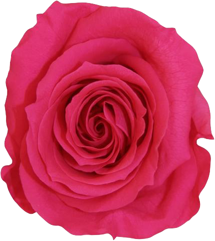 La Fabuleuse With 25 Eternal Roses - Rose (429x480), Png Download