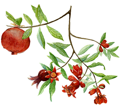 Label Of Earthsong Pomegranate Breast Oil - Michel Design Works 12 Count Library Notes, Morning (441x370), Png Download