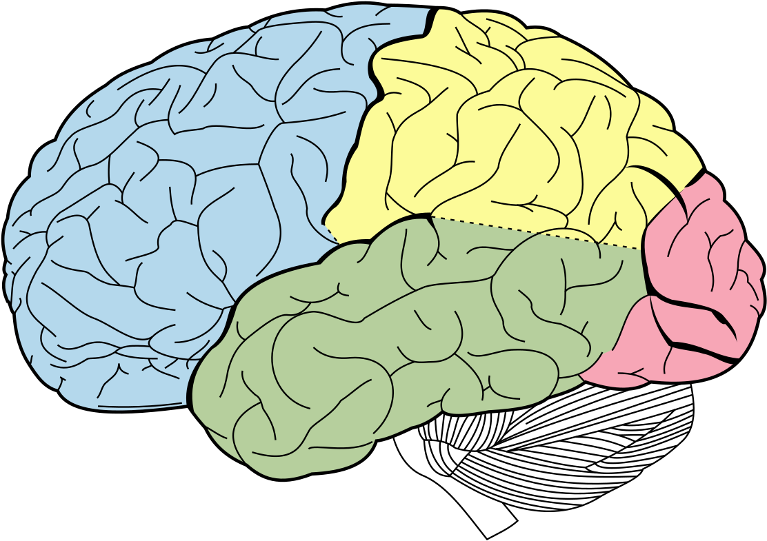 Lobes Of The Brain Without Labels (1200x857), Png Download