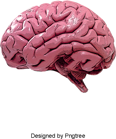 Human Brain, Brain Clipart, Humanity, Brain Png And - Мозг Пнг (800x800), Png Download