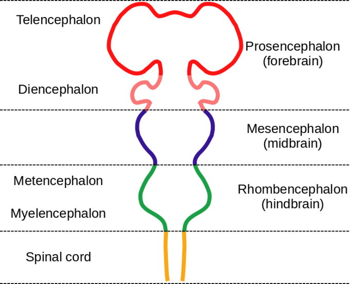 Image - Embryological Divisions Of The Brain (680x553), Png Download