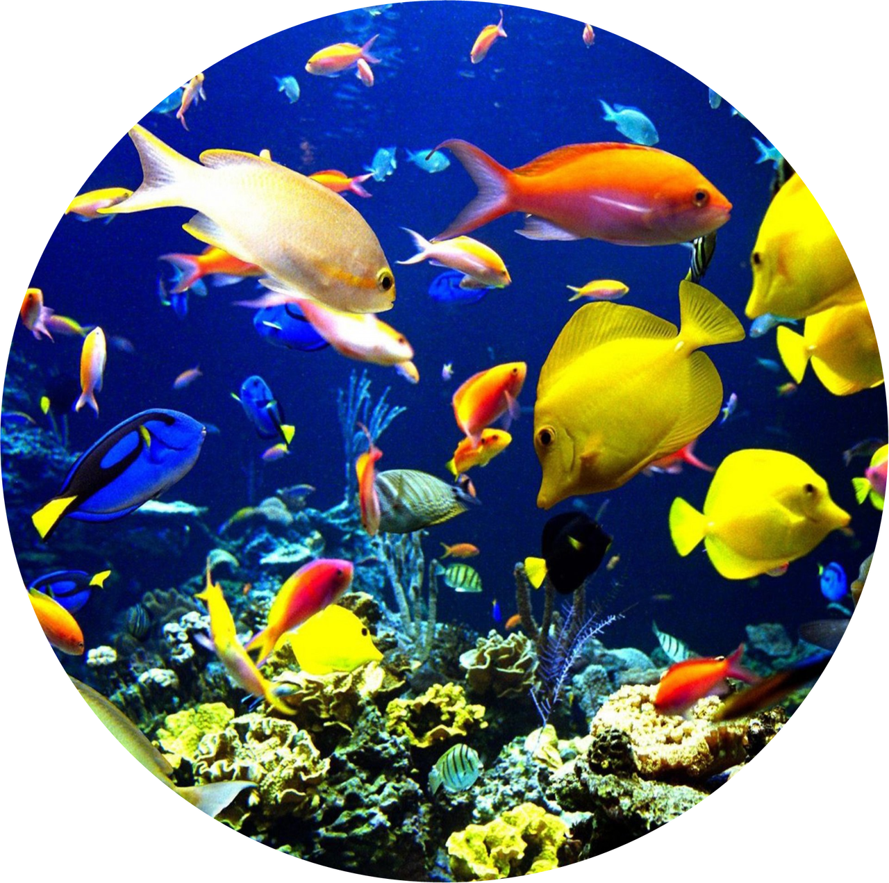 Ocean Fish Swimming Edible Icing Image For - Fish 5'x7'area Rug (1280x1271), Png Download