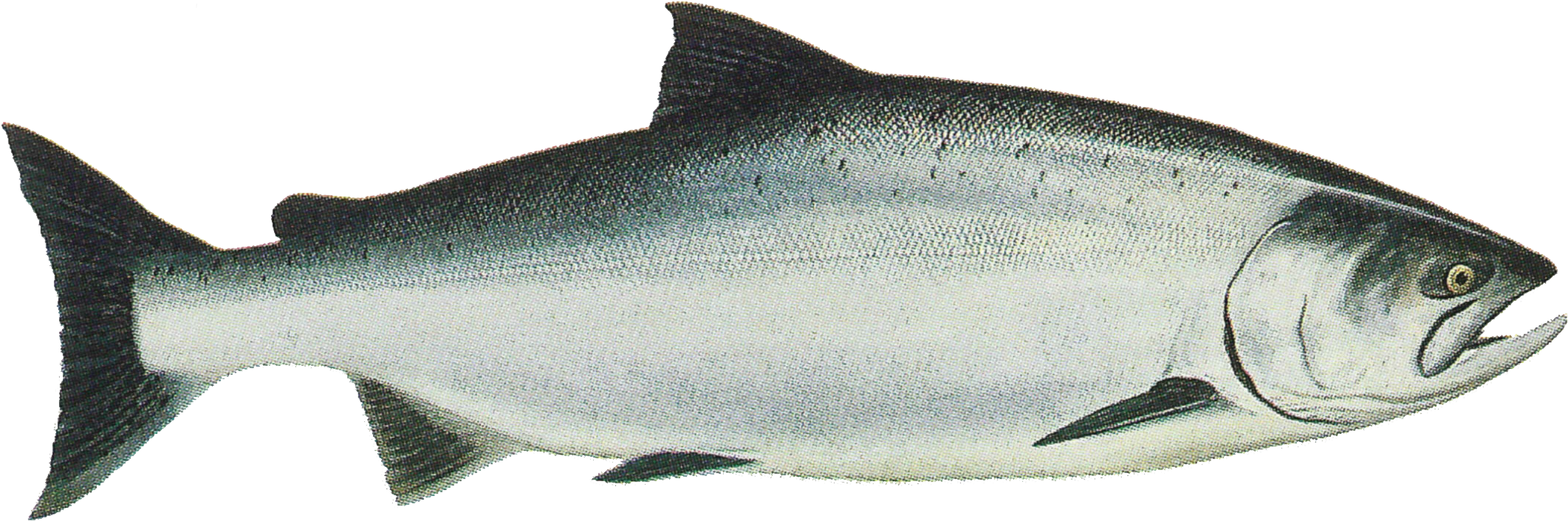 Noaa Report Establishes Chinook Monitoring Framework - King Salmon Clip Art (2141x725), Png Download