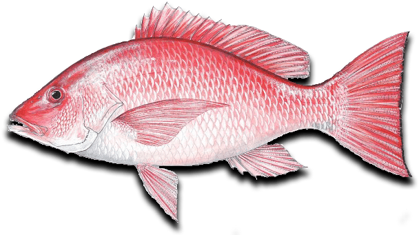 Ocean Fish Png Download - Sport Fish Of The Gulf Book By Vic Dunaway (620x350), Png Download
