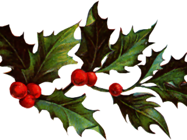 Christmas Holly Graphics - American Holly (640x480), Png Download