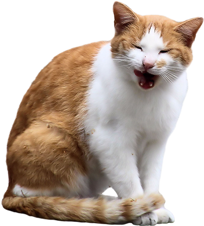If I Know One Thing About Orange Cats, It's That They - Cat (450x450), Png Download