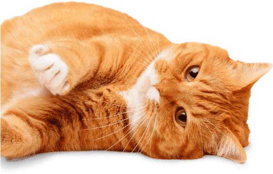 Sick Cat Needing An Appointment At Prestige Animal - Starch Pet Hospital (600x400), Png Download