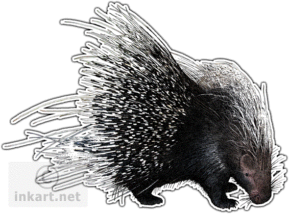 African Crested Porcupine Decal - African Crested Porcupine Transparent (590x436), Png Download