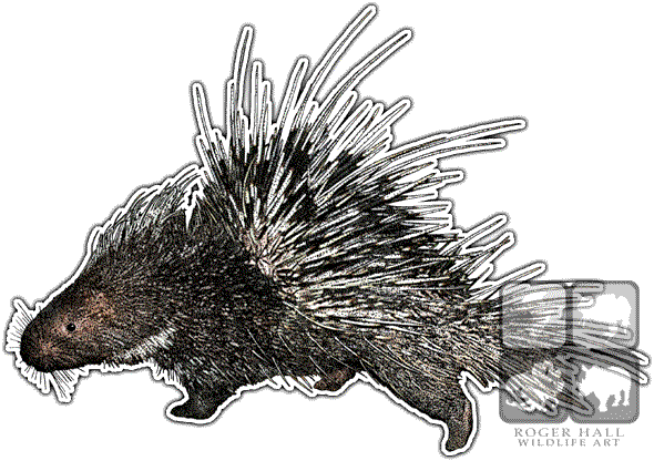 Malayan Porcupine Decal - Malayan Porcupine Throw Blanket (590x416), Png Download