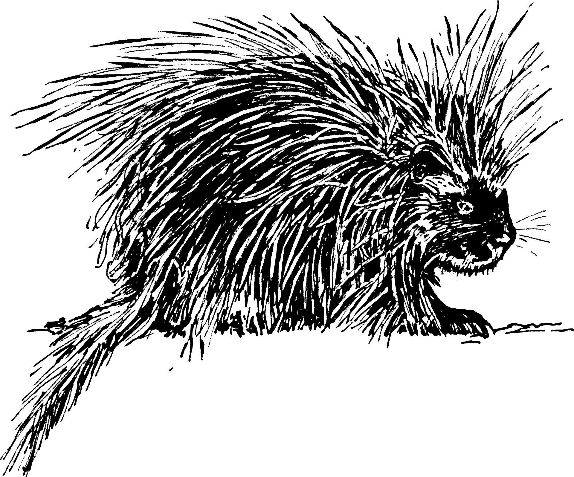 Porcupine - Porcupine Drawing Png (1920x1596), Png Download