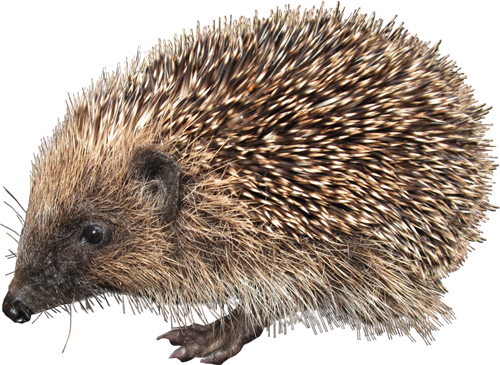 Hedgehog Png (500x365), Png Download