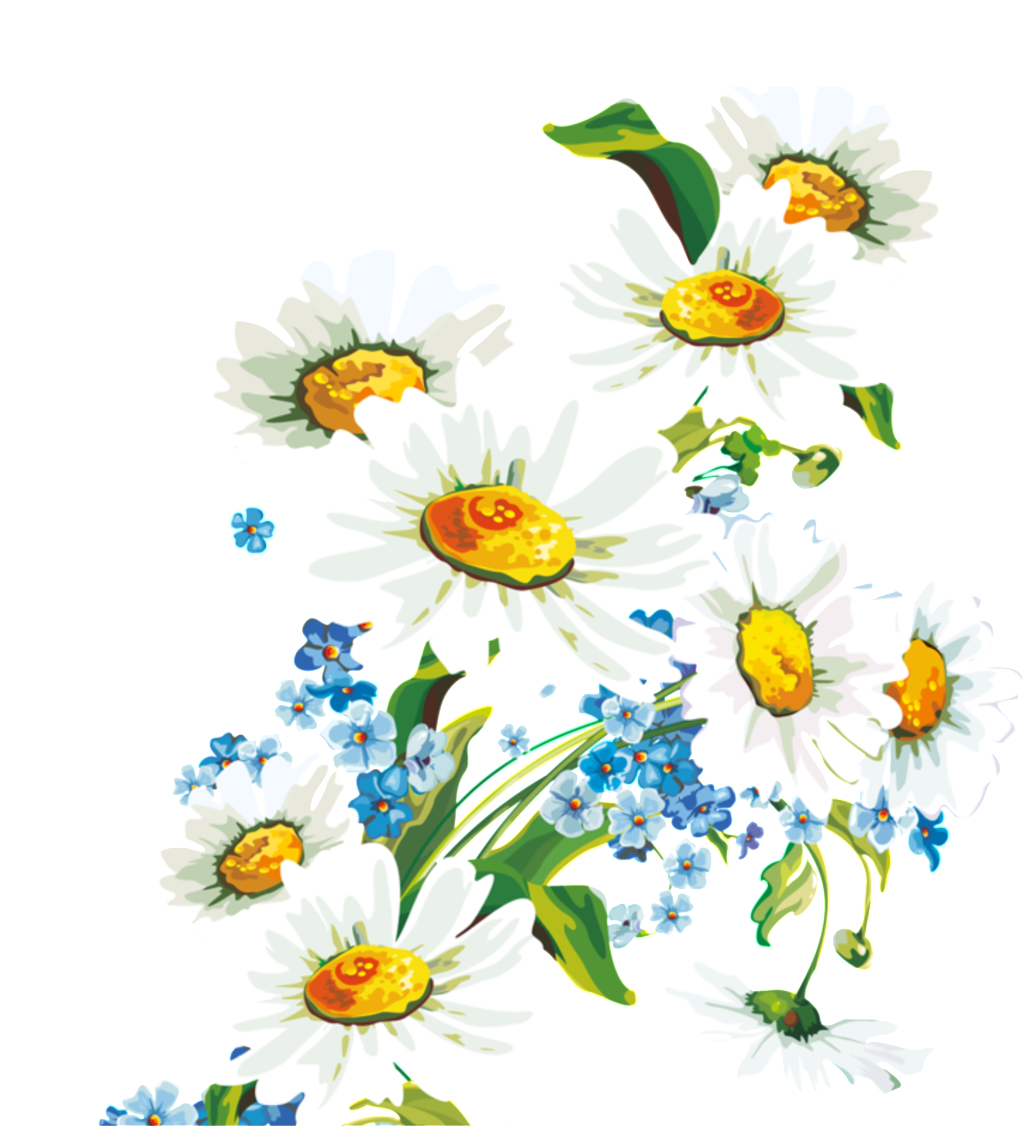 Fresh White Hand Drawn Chrysanthemum Decorative Elements - Fondos De Pantalla Dibujos De Flores Hd (1024x1126), Png Download