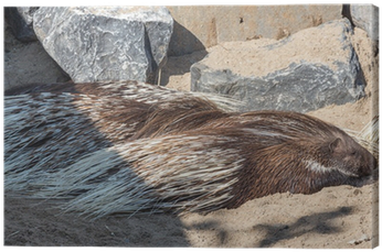 Crested Porcupine (400x400), Png Download