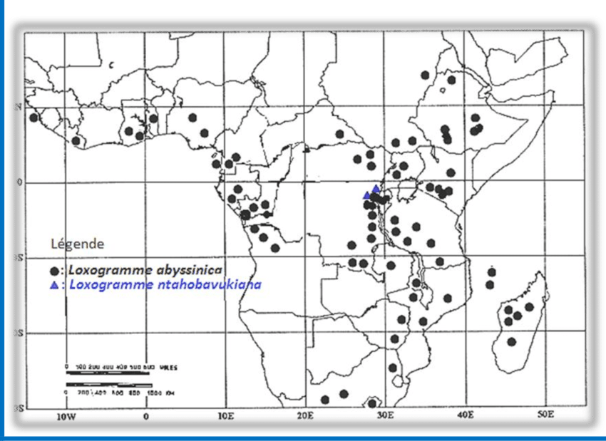 Loxogramme Abyssinica And L - Diagram (850x619), Png Download